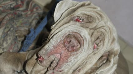 Vishva's Pet Clinic business photograph