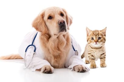 Vijaya Pet Care Clinic business photograph