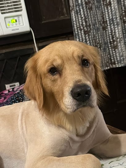 Paws Inn - Dog Boarding business photograph