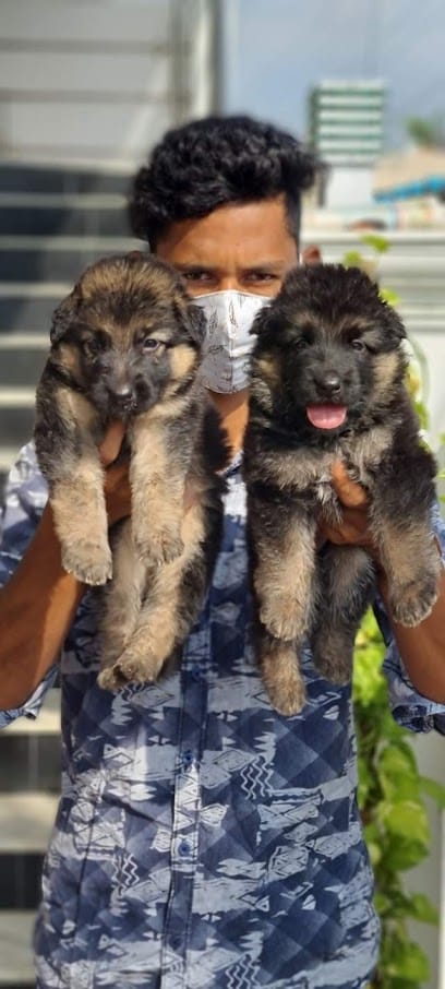 Amonn pet world & Pet Spa business photograph