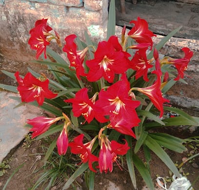 WOW LAUNDRY business photograph