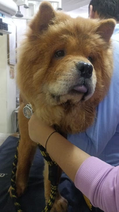 Dr. Amol Salankar's Premier Pet Clinic business photograph