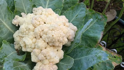 RSS Agro service seeds and fertilisers and pesticides,organic business photograph