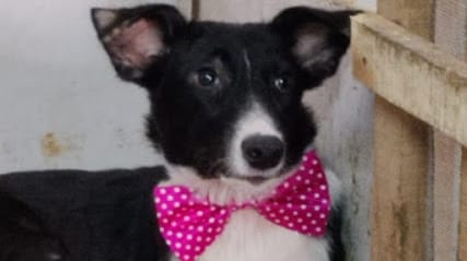 Animal Welfare And Care Service, Foundation (reg.) business photograph