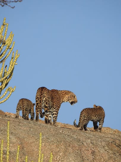 Jawai Jungle Leopard Safari business photograph