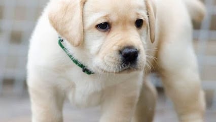 Lily pet zone amaravati business photograph