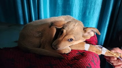 VetCo Pet and Farm Clinic business photograph