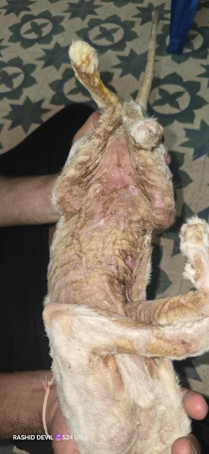 Prime Vet Clinic - Pet Health care business photograph