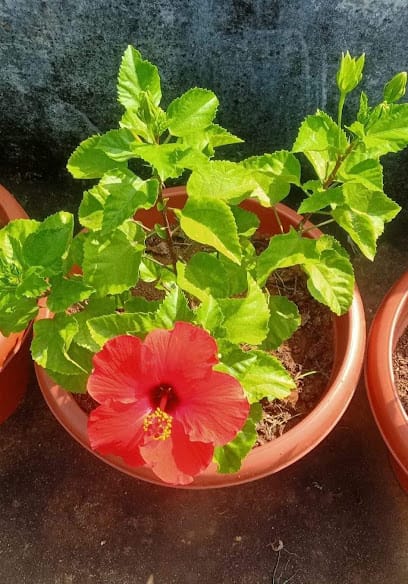 Green leaf organics business photograph