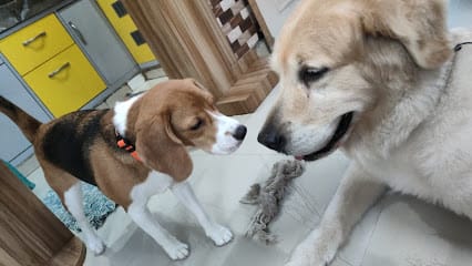 Happy Tails Pet Day boarding services business photograph