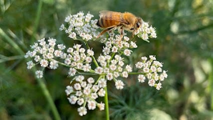 Makarand Honey business photograph