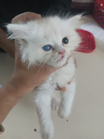 Sri venkateshwara pet clinic business photograph