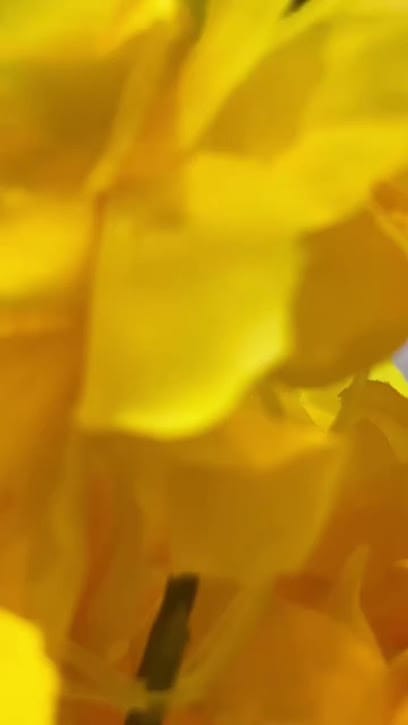 Shri jewellers business photograph