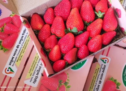 Ankur Farms - Residue free(Organic )Strawberry Growers and Suppliers business photograph