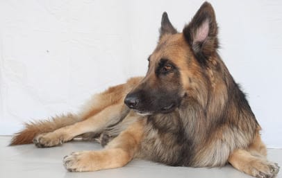 Leo Animal & Bird Clinic, Ahmedabad business photograph