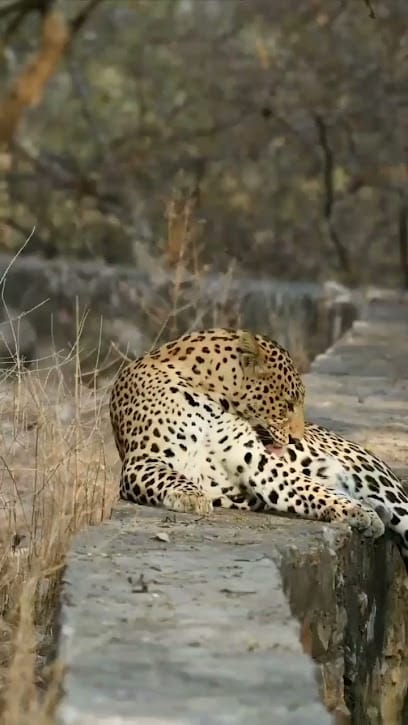 A one tours kumbhalgarh-sightseeing&safari business photograph