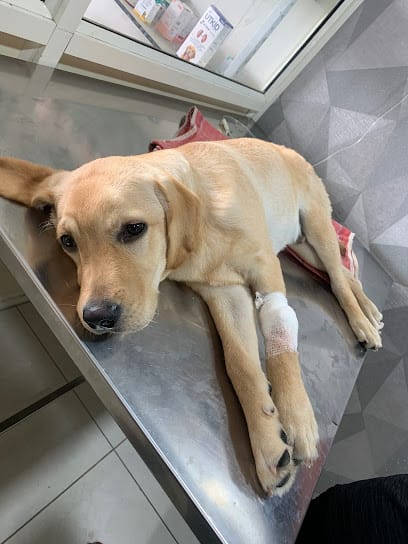 Vet 4 Pets Veterinary Hospital, Vandematram business photograph