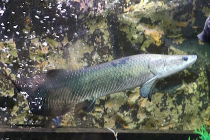 Under The Sun Aquarium, Udaipur business photograph