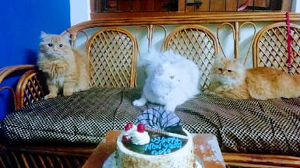 LEO's DEN (Exclusive Cat boarding in hyderabad) business photograph