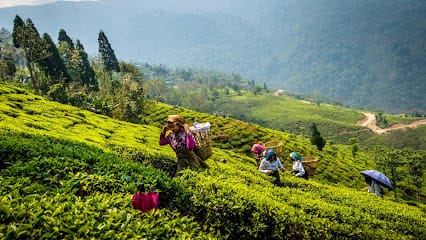 Darjeeling Yatra business photograph