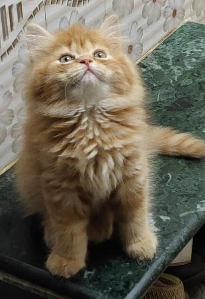 Zubi's Pets business photograph