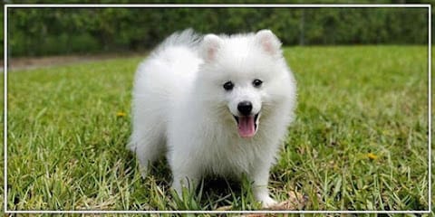 Lishwith Pet's business photograph