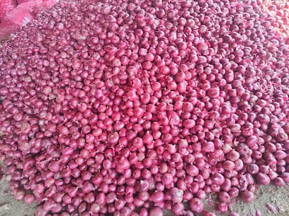 Semenza Crop Systems - Onion Seeds business photograph