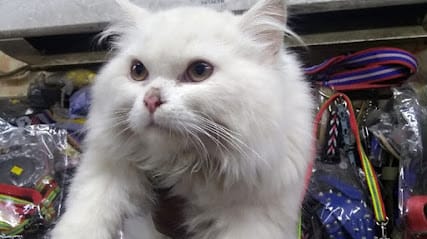 Pet arena clinic business photograph