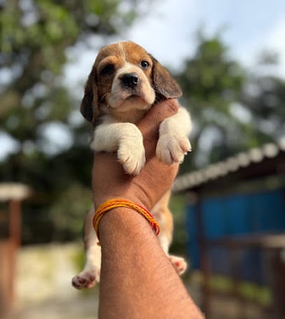 Mumbai pet point business photograph