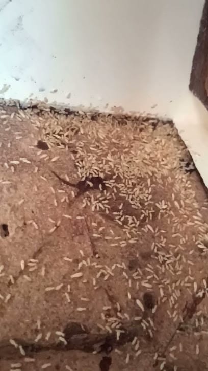 AMC Pest Control Services business photograph