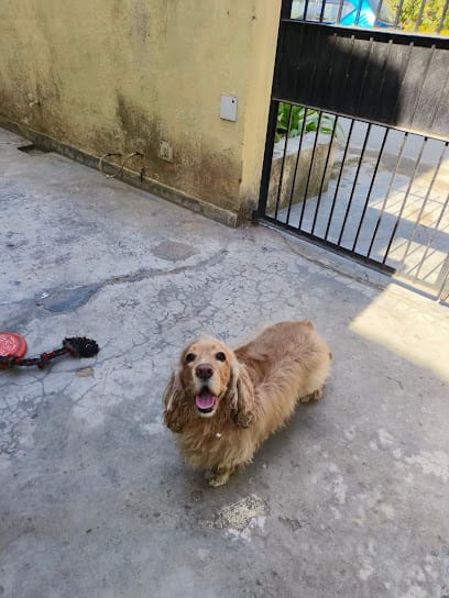 DogkTales | Dog boarding | Dog Care business photograph