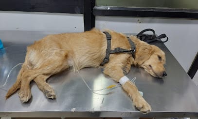 Dr.Henish Patel(24*7 Pet Veterinary Service) business photograph