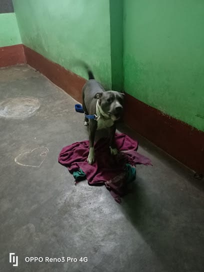 Daisy Dog care business photograph