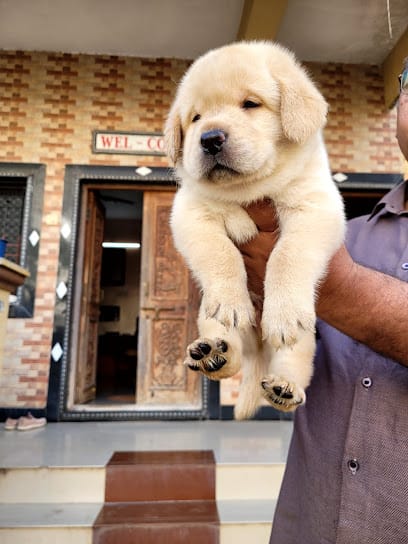 NANDED DOG HOUSE 🏠 business photograph