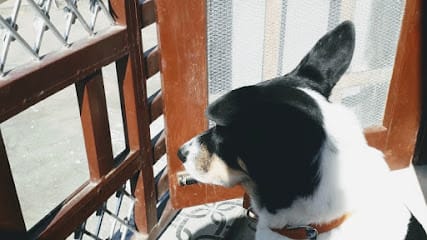 Dr Amit Doon Pet Life Animal Clinics - Dakra Garhi Cantt Branch business photograph