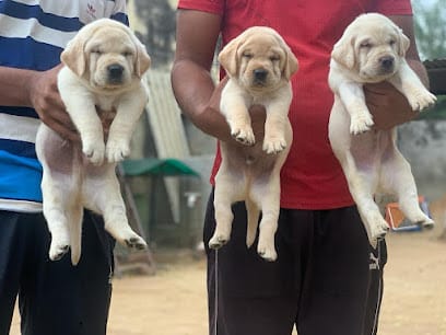 PETS MART BOKARO business photograph