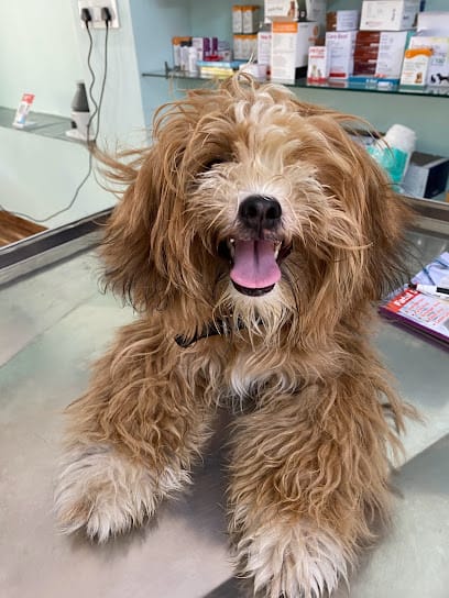 Pets Avenue animal hospital and surgical centre business photograph