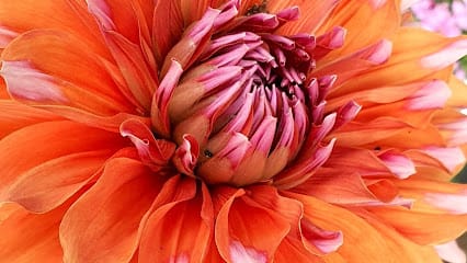 Vrinda Nursery business photograph