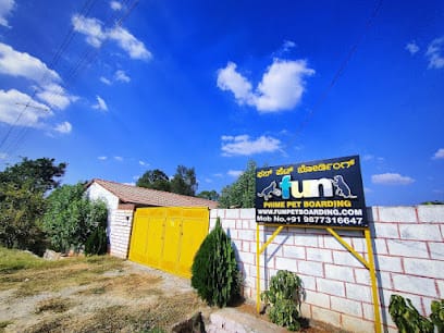 fun pet boarding business photograph