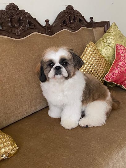 Canine Care Pet Grooming Neeti Bagh-Best Pet Grooming In Neeti Bagh-Pet Food & Accessories In Neeti Bagh business photograph