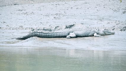 Sundarban Bengal Tourism business photograph
