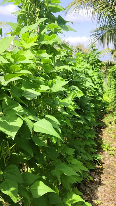 SDGK ORGANIC ENTERPRISES business photograph