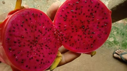 Dragon Fruit Kaushambi business photograph