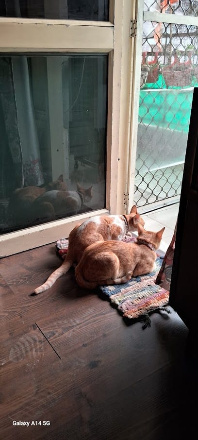 Lado Pet Boarding business photograph