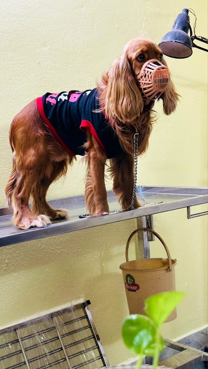 PetVet - Veterinary Clinic business photograph