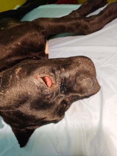 PETS WORLD PETS CARE (PET'S CLINIC) business photograph