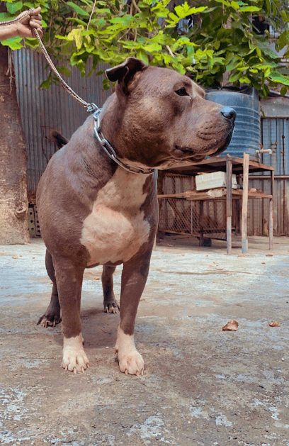 Ekveera Dog And Cat Kennel business photograph