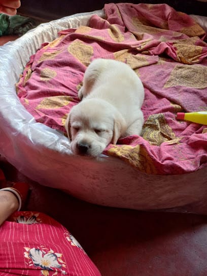 FUR BABIES - The best online pet shop in Durgapur | Pet hostel | Online & Offline vet support | Pet care services business photograph