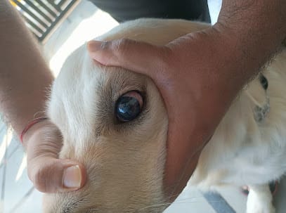 VET 4 PET ANIMAL CARE MOBILE CLINIC business photograph