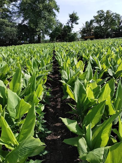 Swanandi Organic Farm business photograph